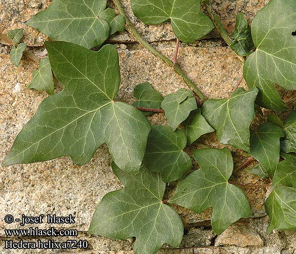 Hedera Helix